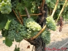alpha-omega-sauvignon-blanc