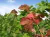 vineyards of campagna
