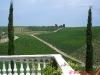 tolaini-vineyard