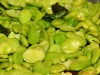 fava-beans-nuschese