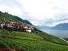 lavaux vineyards