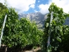 rene-favre-et-fils-merlot