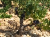 Rhone Trip 2011
