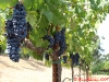 zinfandel-ribicon-2