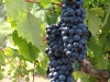 zinfandel-rubicon-3