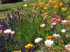 fleurs-mase