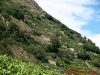 vineyards-in-sion