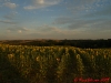 tuscan-sunset