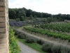 poggio-salvi-vineyards-2_0