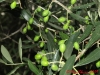 de-conciliis-olive-tree