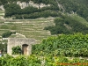 Vineyards in Aigle - Switzerland